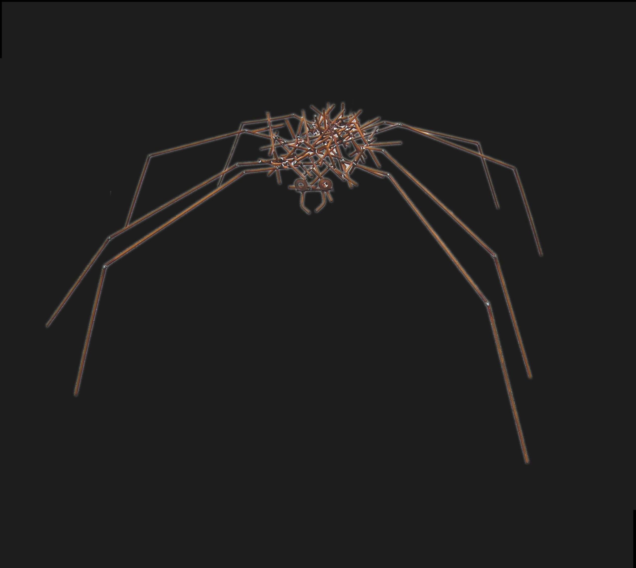araignée à longues pattes 